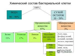 Caracteristicile formei bacteriene, compoziția, nutriția, reproducerea