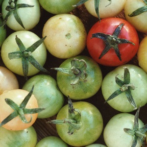 Caracteristicile cultivării legumelor într-o seră - o grădină fără griji