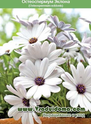 Osteospermum (fotografie) - cultivare și îngrijire, un loc despre o grădină, o reședință de vară și plante de apartament