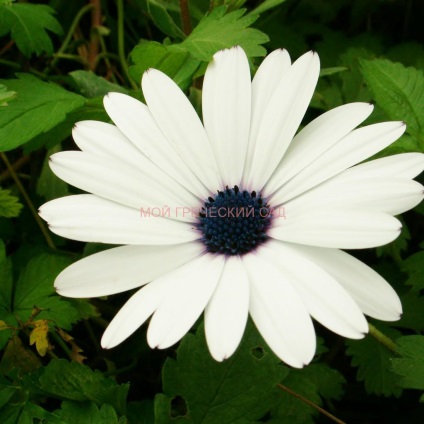 Osteospermum - cultivarea și îngrijirea, grădina mea greacă