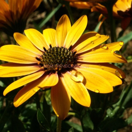 Osteospermum - cultivarea și îngrijirea, grădina mea greacă