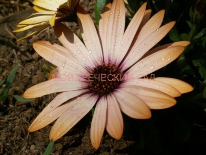 Osteospermum - cultivarea și îngrijirea, grădina mea greacă