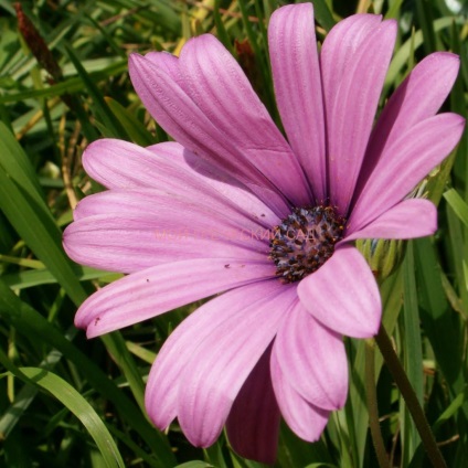 Osteospermum - cultivarea și îngrijirea, grădina mea greacă