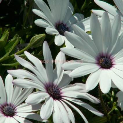 Osteospermum - cultivarea și îngrijirea, grădina mea greacă