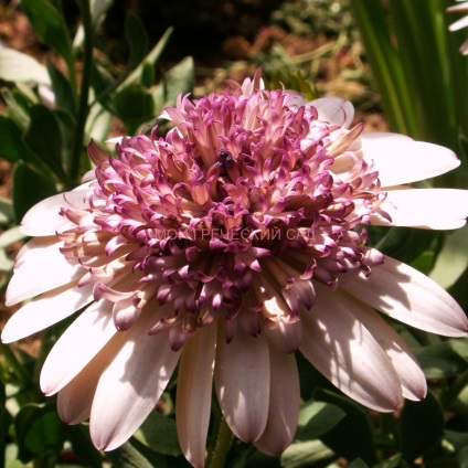 Osteospermum - a tudatosság és a gondozás, a görög Garden