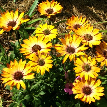 Osteospermum - cultivarea și îngrijirea, grădina mea greacă