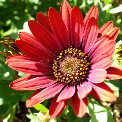 Osteospermum - cultivarea și îngrijirea, grădina mea greacă