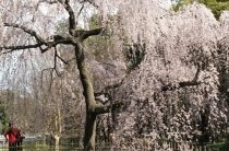 Vacanțe cu copii ginkakuji (pavilion de argint) în Kyoto - fotografie - vacanță cu copii singuri