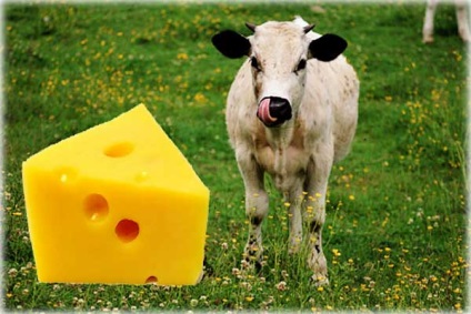 Care vaci este o brânză bună