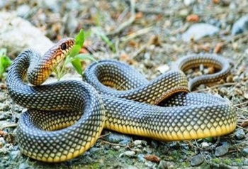Despre ce ne este frica de șerpi și cum să ne descurcăm