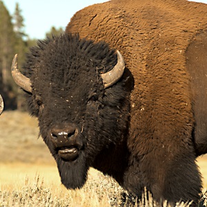Trofeul de vânătoare - bizon, vânătoare în preierii americani pentru bizon