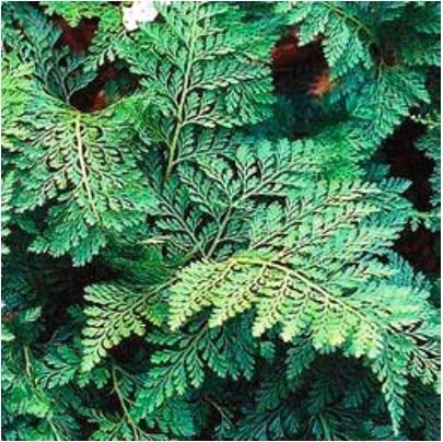 Ferns de davalia