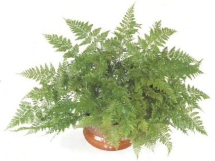 Ferns de davalia