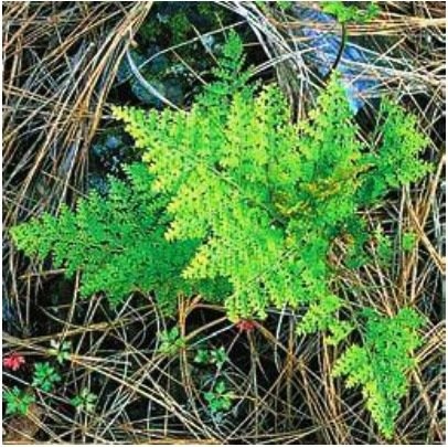 Ferns de davalia