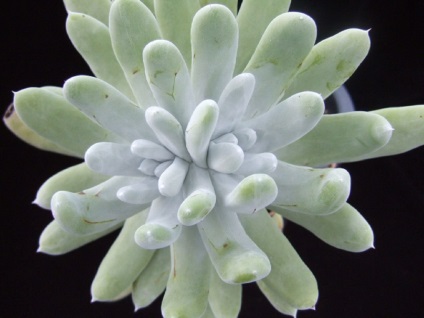 Pakhifitum fotografii, tipuri și modalități de îngrijire a unei plante