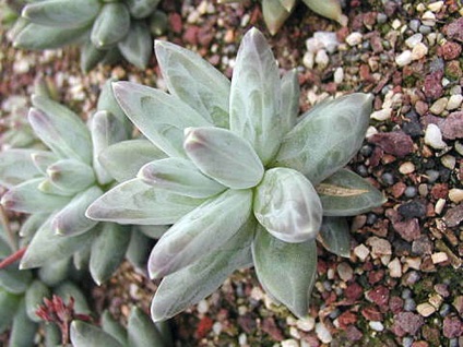 Pakhifitum fotografii, tipuri și modalități de îngrijire a unei plante