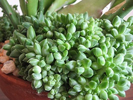 Pahifitum îngrijire, reproducere, specii