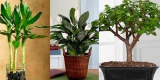 Pahifitum de îngrijire la domiciliu, fotografii de specii, reproducere