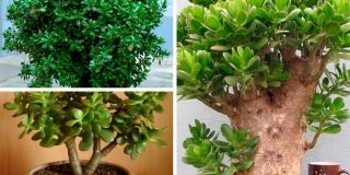 Pahifitum de îngrijire la domiciliu, fotografii de specii, reproducere