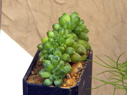 Pakhifitum - specii, caracteristici de îngrijire și reproducere, greenhome
