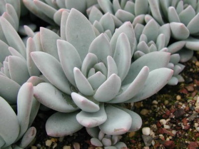 Pakhifitum - Specii, caracteristici ale îngrijirii și reproducerii la domiciliu