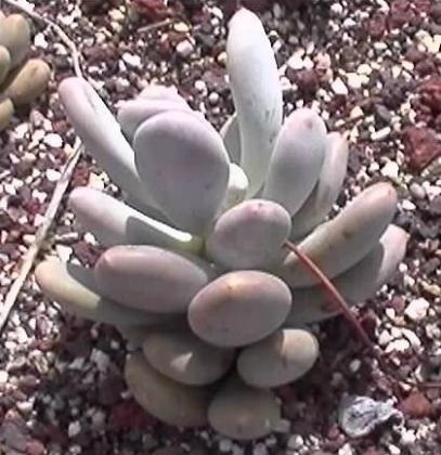 Pakhifitum - specii, caracteristici de îngrijire și reproducere, greenhome