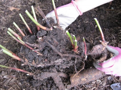 Bujorii pentru iarnă, plantate în toamnă, conserve, rădăcini plantate, indiferent dacă aveți nevoie să săpătați în octombrie,