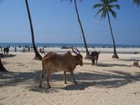Beach colva în sudul Goa în India - hoteluri, piețe și cumpărături