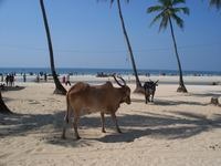 Colva Beach South Goa India - szállodák, piacok, bevásárlás