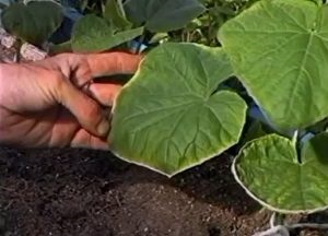 De ce potasiul este necesar pentru plante și cum să-i elimini lipsa