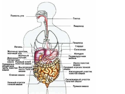 De ce endoscopia capsulară nu înlocuiește gastroscopia și colonoscopia, Spitalul Clinic Nr. 122