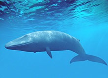 De ce balenele se află la un pas de extincția enciclopediei copiilor