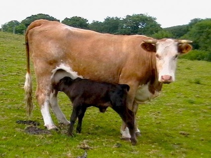 De ce vaca mananca iarba verde, iar laptele este alb (raspunsul la sfarsitul postului)