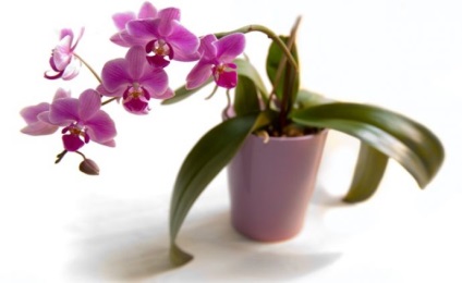 De ce floarea orhideei nu-i face să înflorească în casă, ce să facă pentru a înflori,