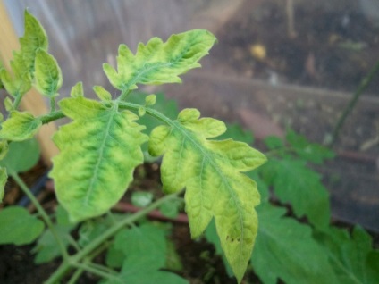 De ce răsadurile devin galbene și ce să facă, planta agroindustrială