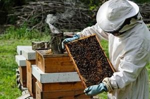 A méhek előkészítése a téli, az alapvető szabályokat a tél, a helyes kialakulását a fészek