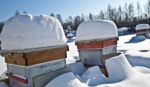 A méhek előkészítése a téli, az alapvető szabályokat a tél, a helyes kialakulását a fészek