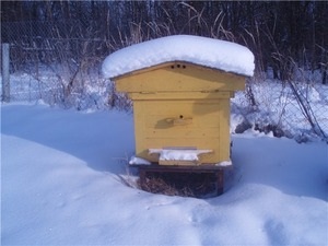 A méhek előkészítése a téli, az alapvető szabályokat a tél, a helyes kialakulását a fészek