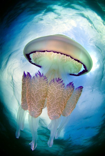 O privire detaliată asupra meduzei