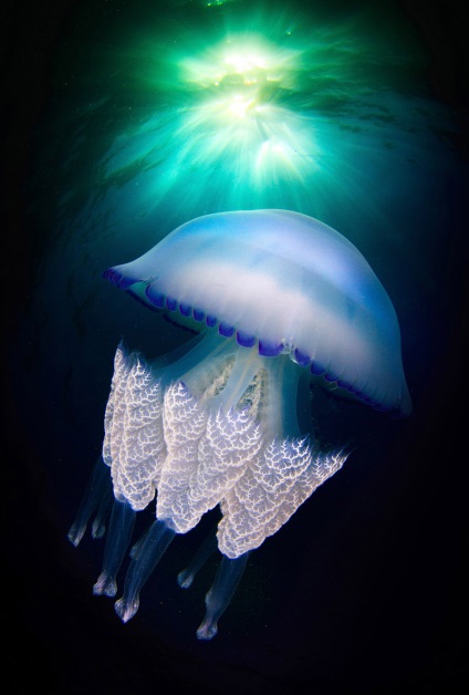 O privire detaliată asupra meduzei