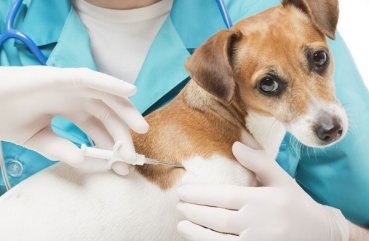 Conceptul de crapare a câinilor, procesul de implantare a unui cip, avantajele și dezavantajele