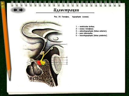 Conceptul de hormoni