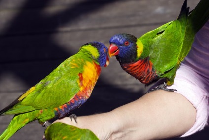 Papagali din Lori