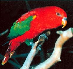 Lory papagájok, a tudomány és az élet