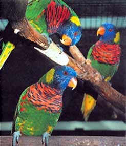Papagalii lory, stiinta si viata