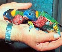 Lory papagájok, a tudomány és az élet