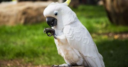 Parrot Cockatoo - tipuri, conținut la domiciliu - 