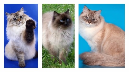 Pisici din Caracteristicile și îngrijirea Maqueradei Neva