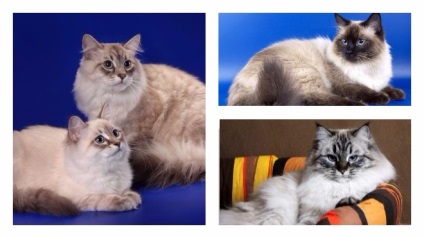 Pisici din Caracteristicile și îngrijirea Maqueradei Neva