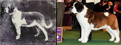 Rase de câini care de 100 de ani s-au schimbat dincolo de recunoaștere